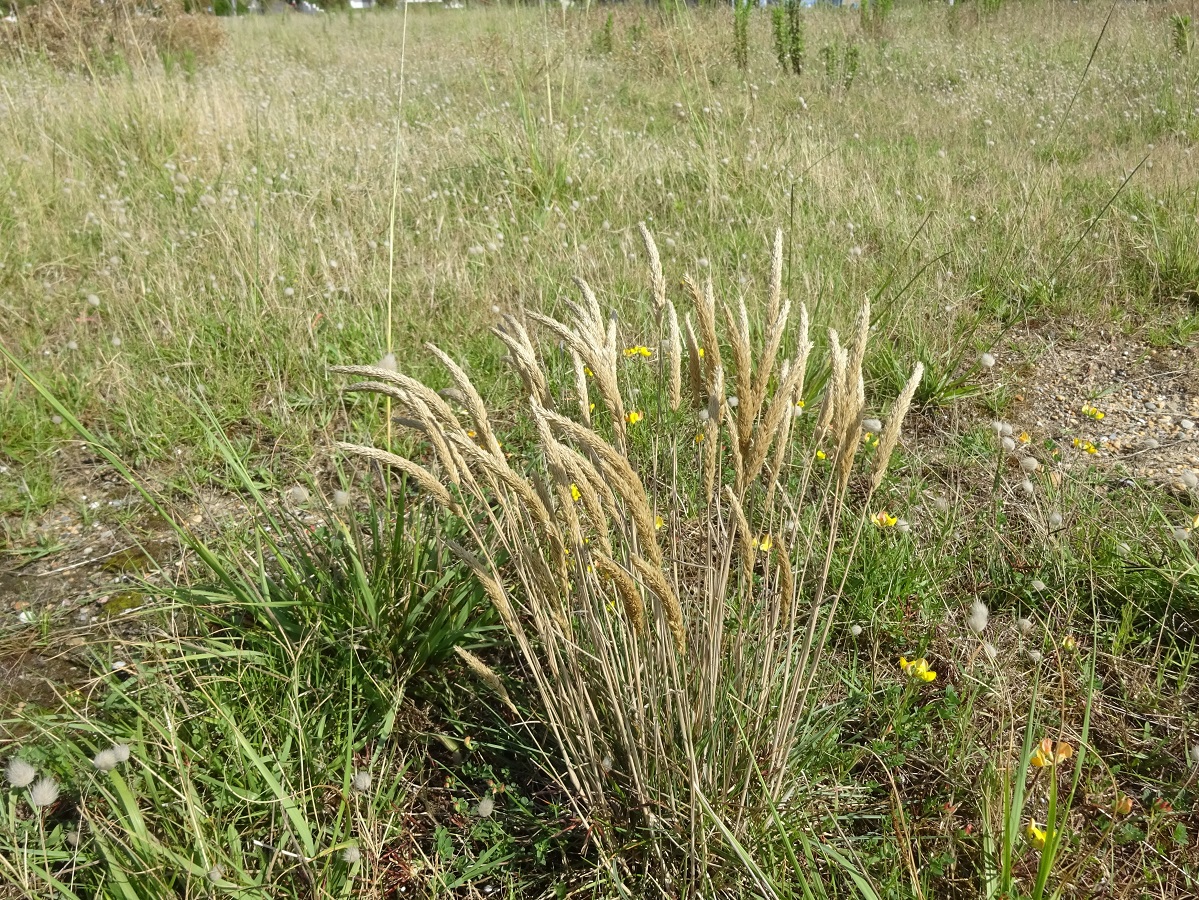 Koeleria arenaria (Poaceae)